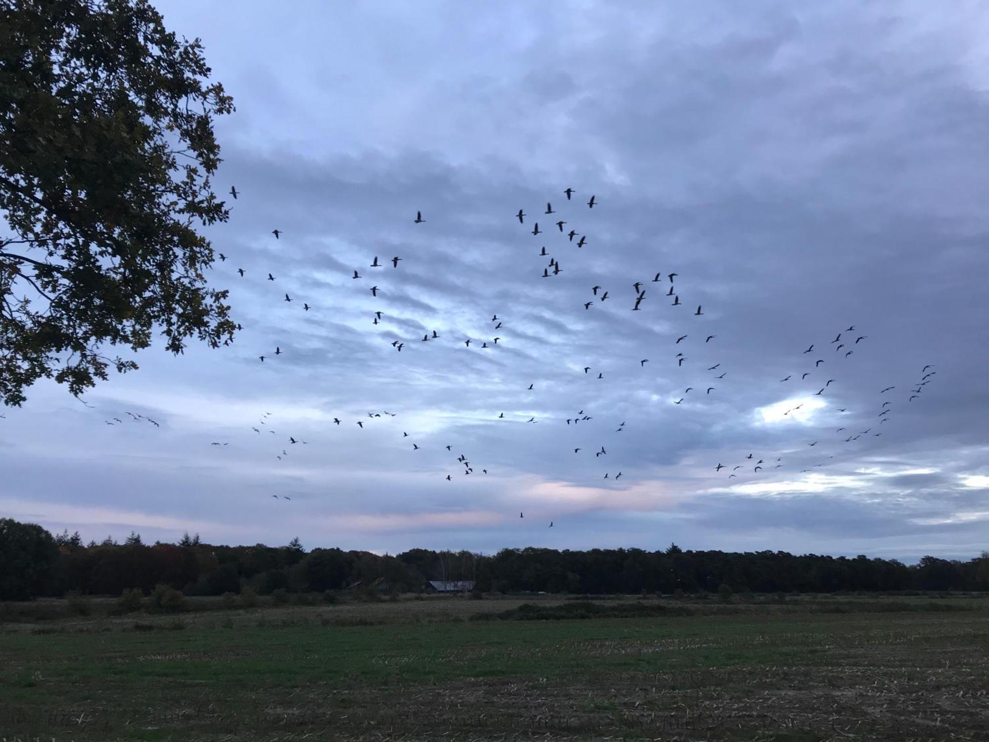 Vakantiehuis Appelvink, Toplocatie in bosrijke omgeving Oisterwijk Buitenkant foto